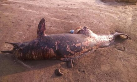Carcass of 7-foot dolphin washes ashore at Gorai beach