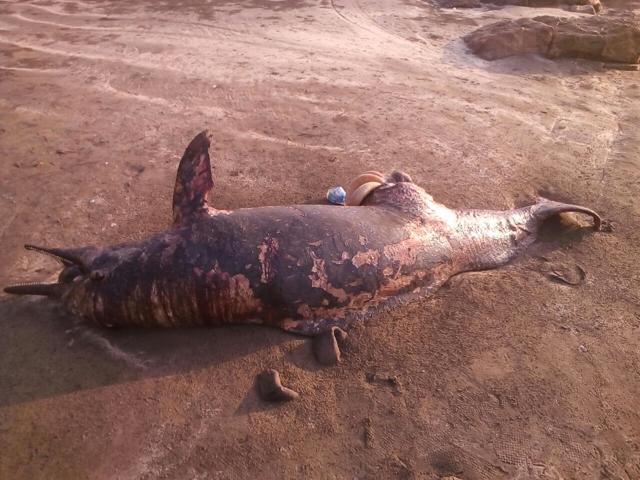 Carcass of 7-foot dolphin washes ashore at Gorai beach