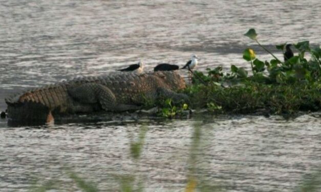 Crocodile attacks fisherman in Powai Lake