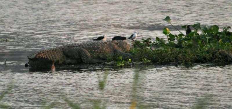 Crocodile attacks fisherman in Powai Lake