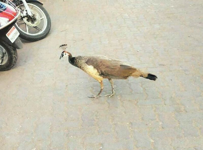 Peacock and it's mate found wandering on the streets of Bandra 4