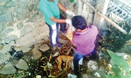 Seven puppies killed in Kandivali with iron rods, wooden planks