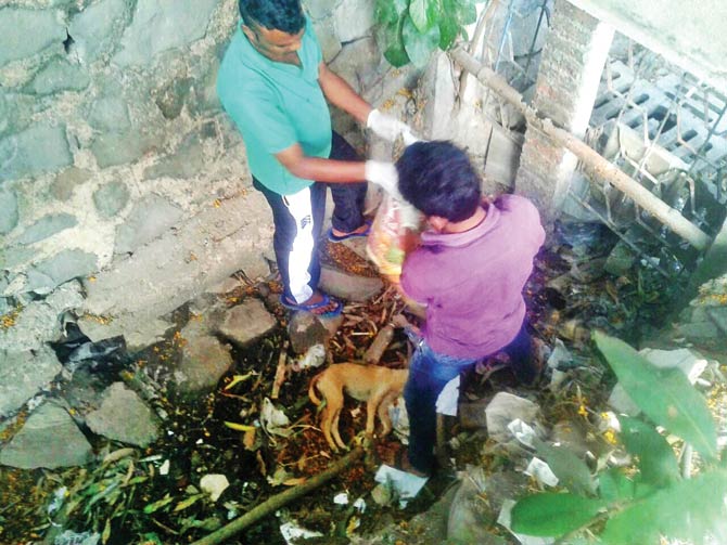 Seven puppies killed in Kandivali with iron rods, wooden planks