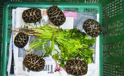 24-year-old booked for trying to sell exotic star tortoises in Bandra