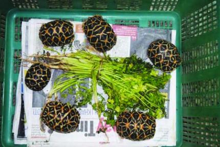24-year-old booked for trying to sell exotic star tortoises in Bandra