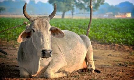 Rajasthan textbooks now include an open letter by a cow