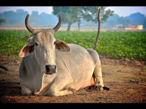 Rajasthan textbooks now include an open letter by a cow