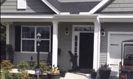Viral Video: ‘Friendly’ Alligator rings doorbell at a suburban home in the US