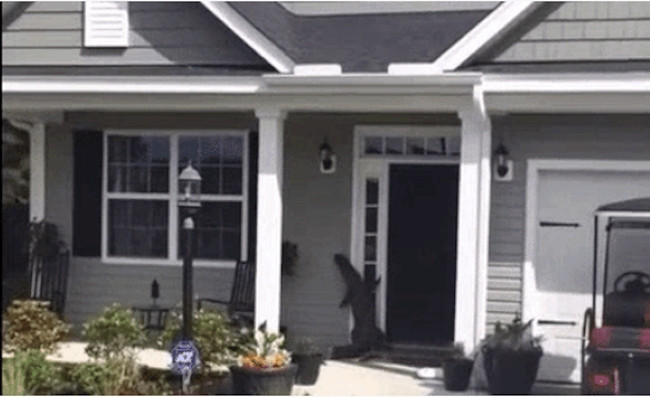 Viral Video: Friendly Alligator rings doorbell at a suburban home