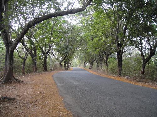Metro officials claim Aarey is not a forest, just grassland
