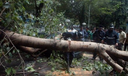 Mumbai witnessing over 50 tree-fall incidents everyday since the arrival of monsoon