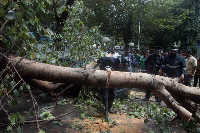 Mumbai witnessing over 50 tree-fall incidents everyday since the arrival of monsoon