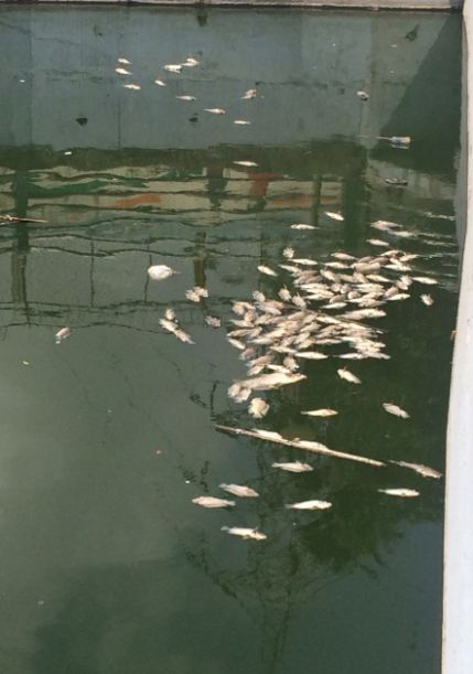 Hundreds of fish found dead in Malad’s Shantaram Talao
