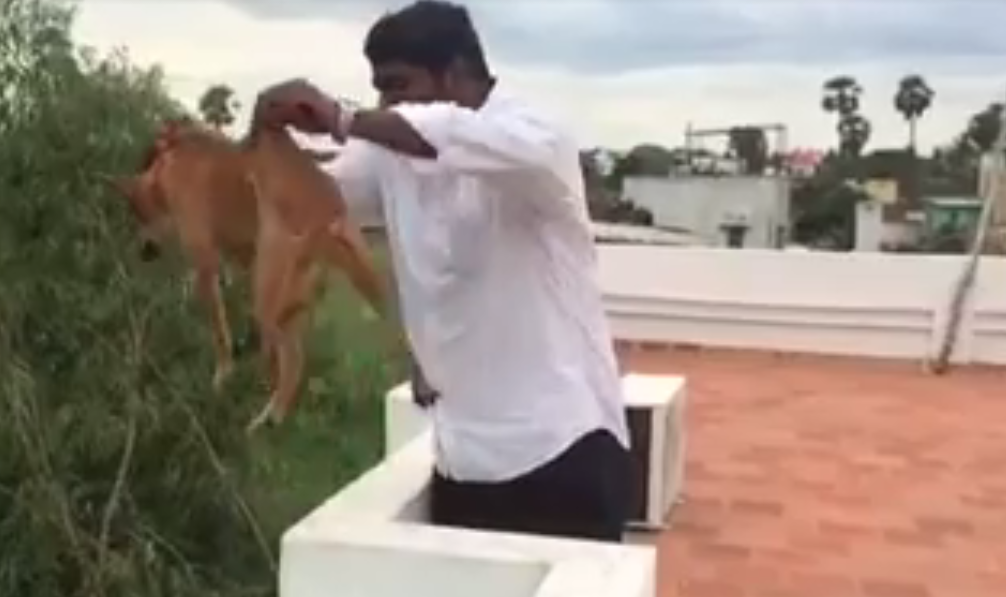 Man who threw dog from roof identified as MBBS student