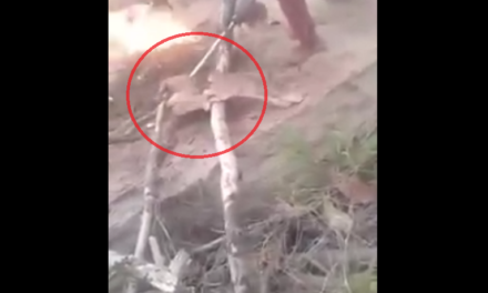 Hyderabad minors burn 3 puppies alive, post video on Facebook