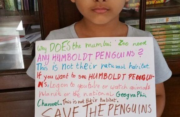 Why penguins aren’t feeling the ‘love’ in Mumbai