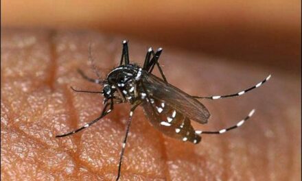 Dengue claims 3 lives in Thane, over 800 suspected cases