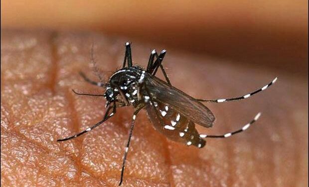 Dengue claims 3 lives in Thane, over 800 suspected cases