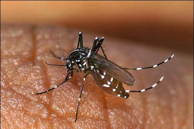 4 KEM doctors among 1000 cases of suspected dengue in Mumbai