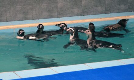 One of 8 humboldt penguins brought to Byculla zoo dies, was not even on public display yet