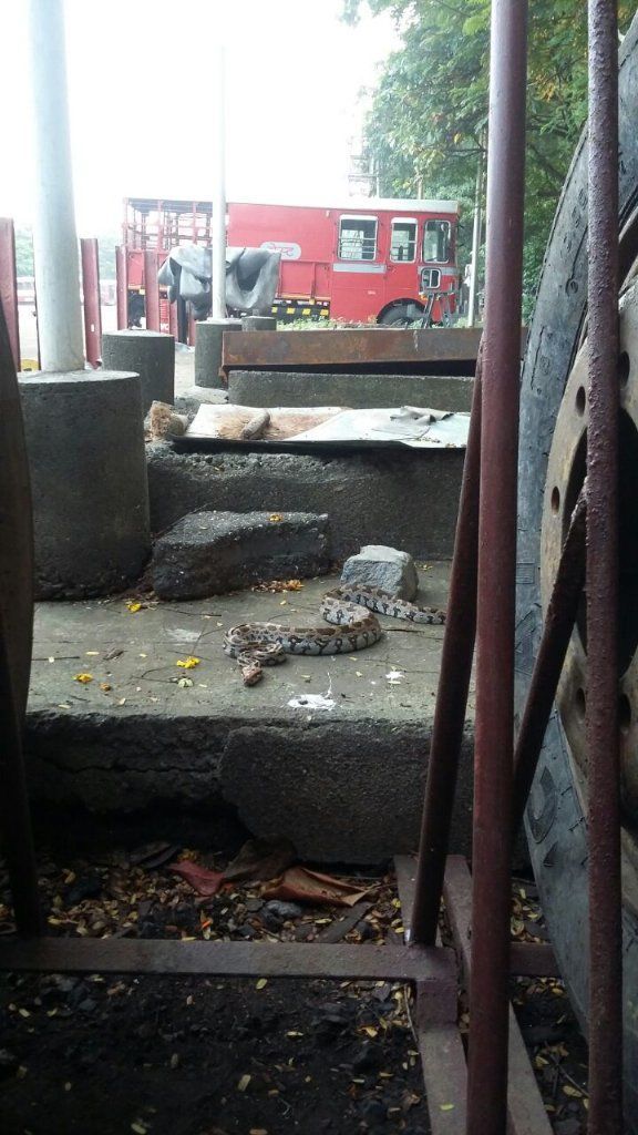 Python slithers into Dharavi Bus Depot, rescued 1