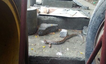 Python slithers into Dharavi Bus Depot, rescued