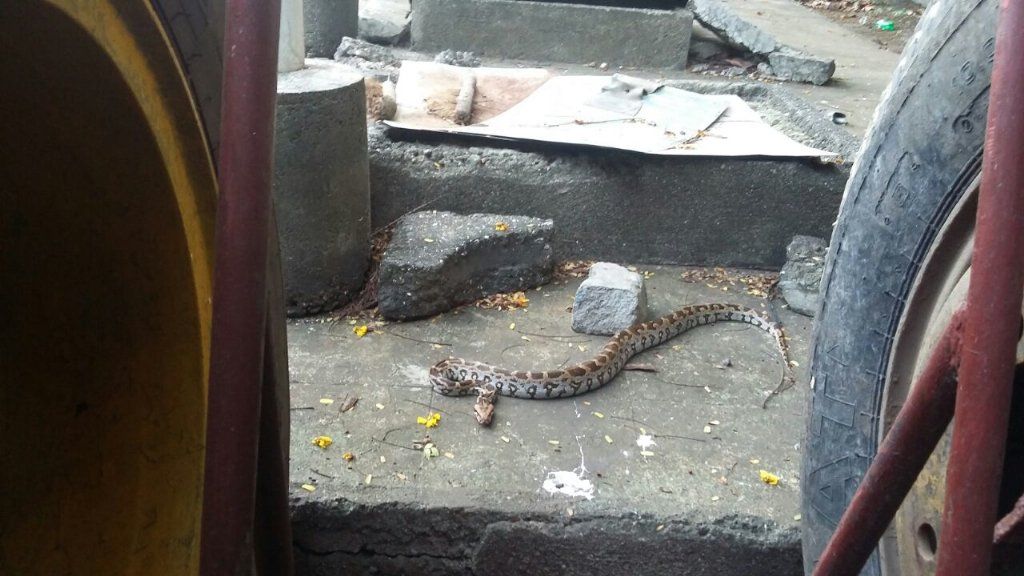 Python slithers into Dharavi Bus Depot, rescued