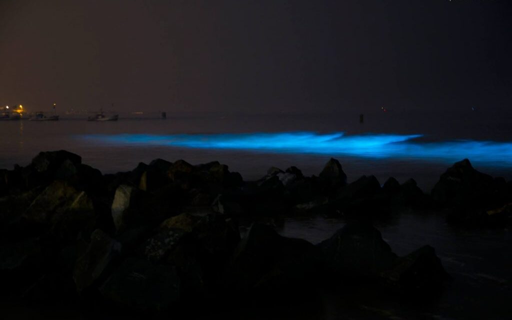 Juhu beach to turn ‘fluorescent blue’ again tonight