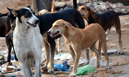180 people bitten by stray dogs everyday in Mumbai