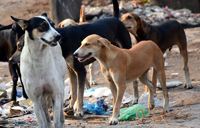 180 people bitten by stray dogs everyday in Mumbai