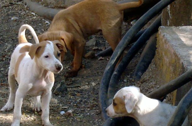 3-month-old puppy dies after being flung from terrace in Chembur, FIR registered
