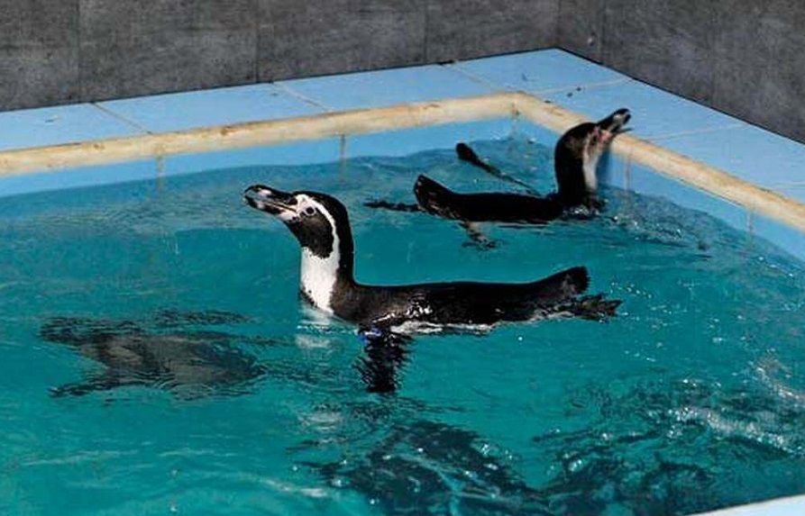 Byculla zoo only facility in India capable of housing penguins: BMC tells Bombay HC