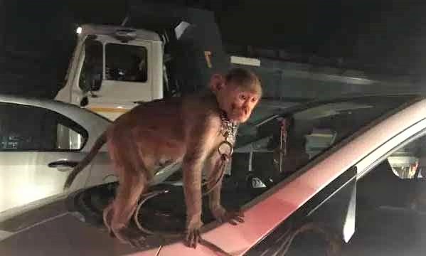After picture of monkey tied to car bonnet goes viral, authorities demand explanation from car owner