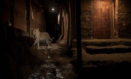 Mumbai photographer’s picture of leopard on the prowl in Aarey wins World Press Photo award