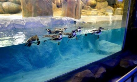 After a 7 month wait, penguin exhibit at Byculla Zoo to open for public this Saturday