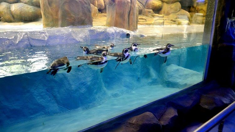 After a 7 month wait, penguin exhibit at Byculla Zoo to open for public this Saturday