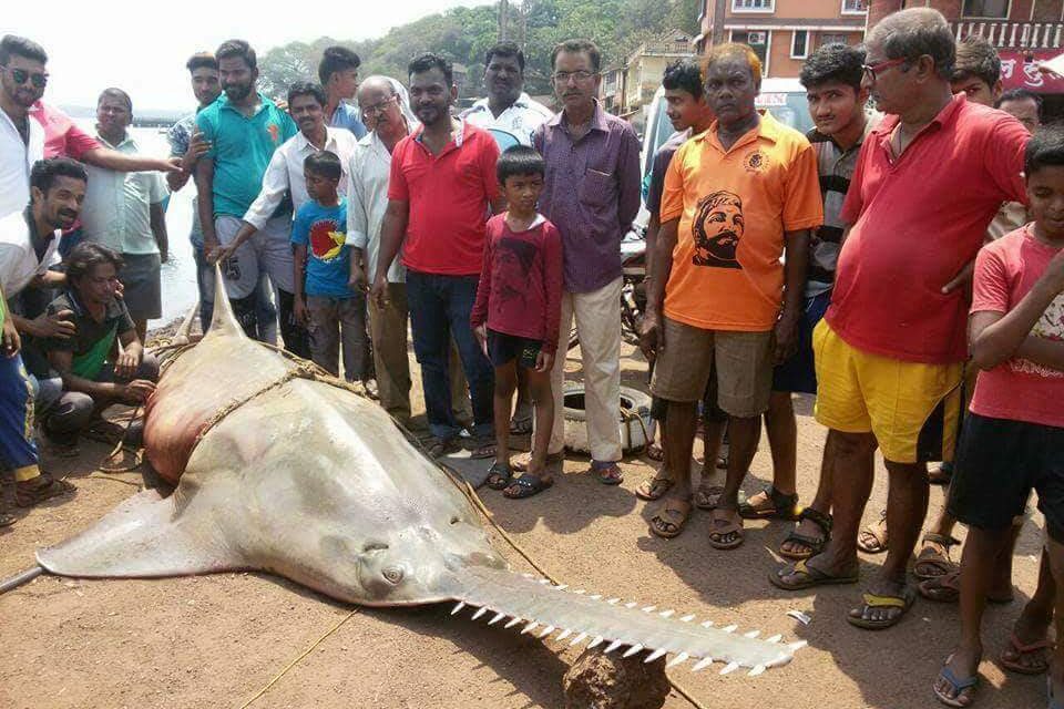 Rare Catch: Local fisherman catches 15 ft long, 700 kg sawfish in Vijaydurg creek