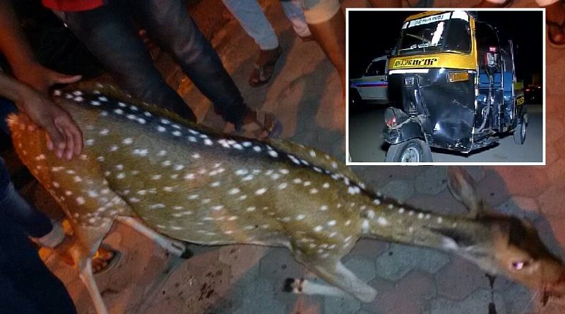 Deer strays onto highway near Goregaon, gets killed after being hit by an auto