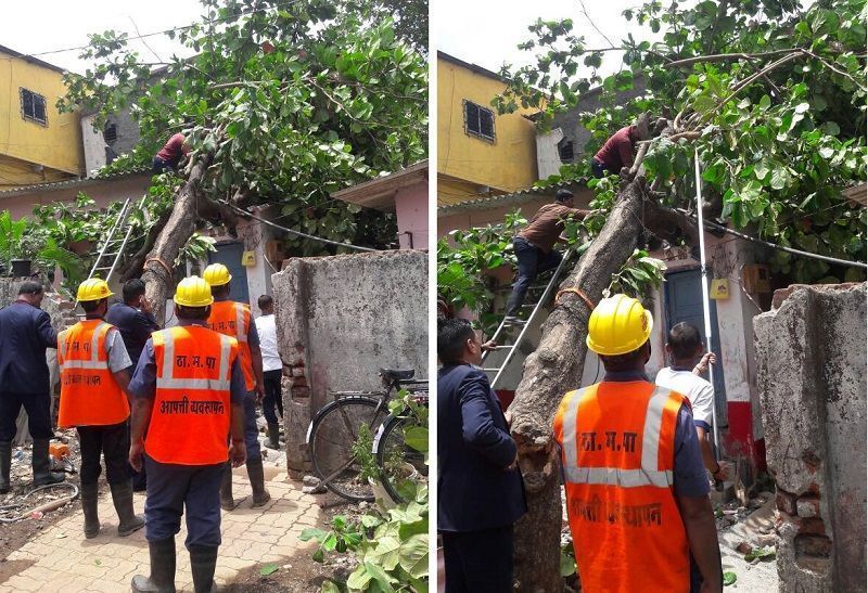 Tree falls on house in Thane’s Indira Nagar area, 3 women injured