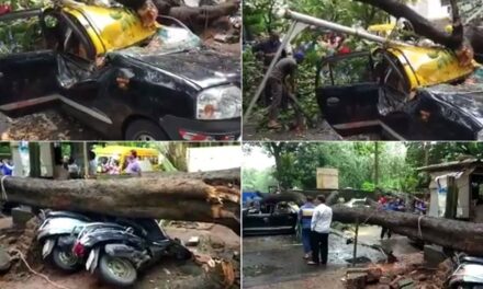 Video: Tree crushes taxi and bikes in Parel, 2 senior citizens escape with minor injuries