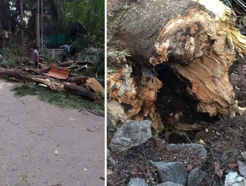 Woman dies after tree branch falls on her in Chembur 1