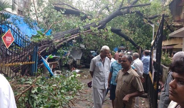 Don’t cut any trees in Mumbai, Thane till further orders: Bombay HC