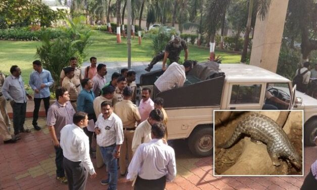 Thane police arrests two men trying to sell endangered Pangolin