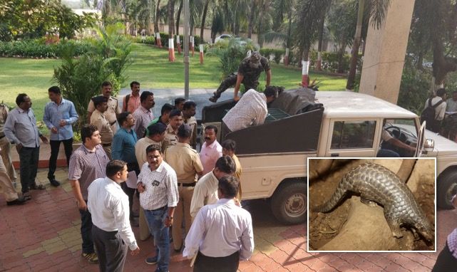 Thane police arrests two men trying to sell endangered Pangolin