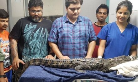 4.4 ft crocodile rescued from construction site in Mulund, released in wild