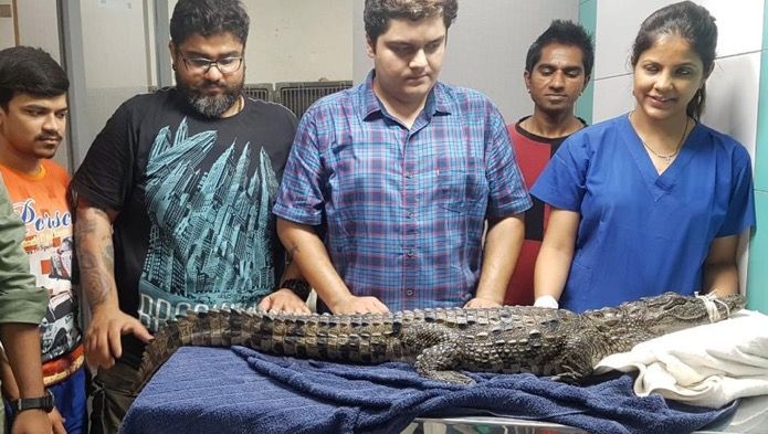 4.4 ft crocodile rescued from construction site in Mulund, released in wild