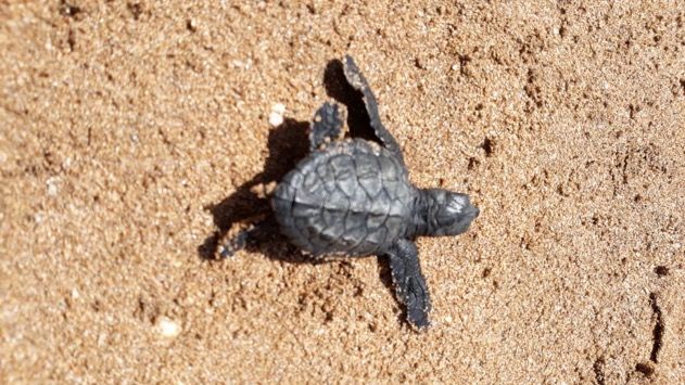 In Pics: Olive Ridley turtles spotted at Versova beach after 20 years 1