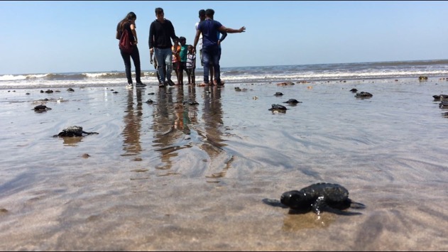 In Pics: Olive Ridley turtles spotted at Versova beach after 20 years 2