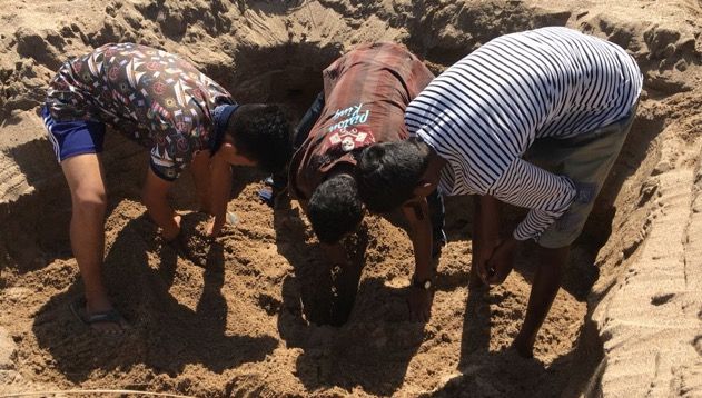 In Pics: Olive Ridley turtles spotted at Versova beach after 20 years 3