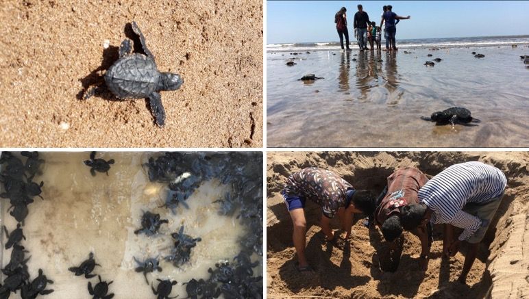 In Pics: Olive Ridley turtles spotted at Versova beach after 20 years